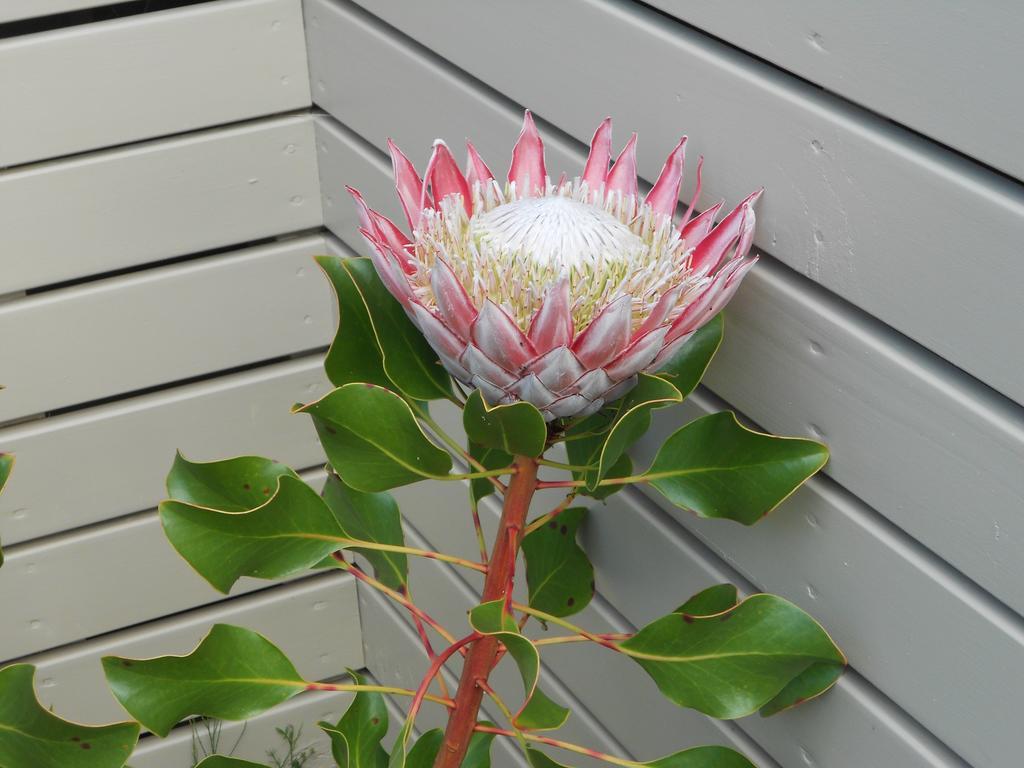Oneroa Secret Garden Apartments Room photo